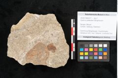 Foto (Objekt + Etikett) von Quercus palaeoilex Ettingshausen (NHMW-GEO-2024-0188-6377)